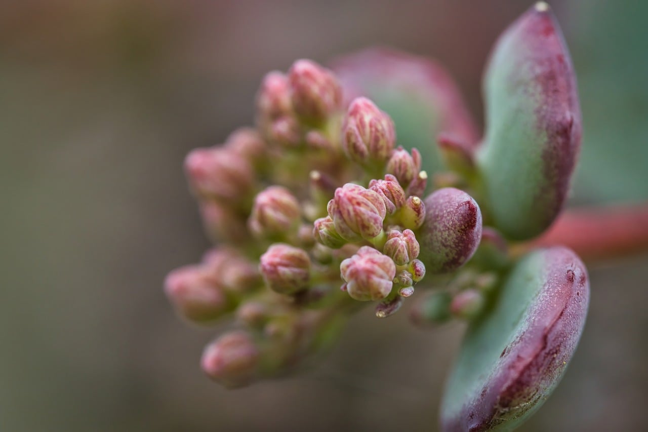 Blüte, Botanik, Detail, Sukkulent, Makro