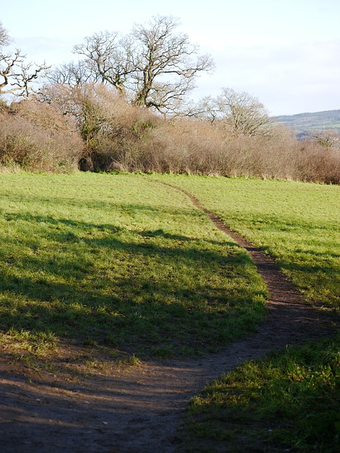 Paisagem, Natureza, Árvores, Campo