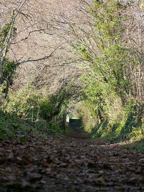 Caminho Florestal, Folhas De Outono