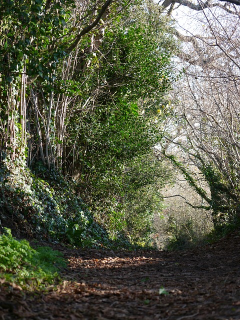 Caminho Da Floresta, Folhagem Verde
