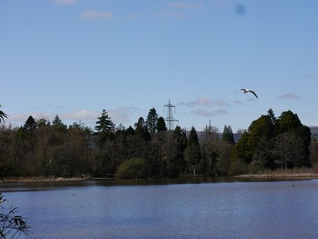 Paisagem, Natureza, Árvore, Lago