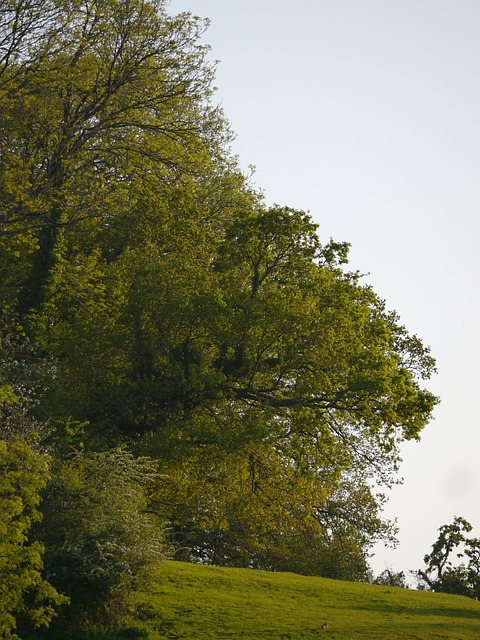 Paisagem, Natureza, Árvore, Floresta