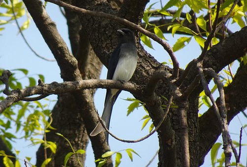 Hvid-Mavet Drongo, Fugl