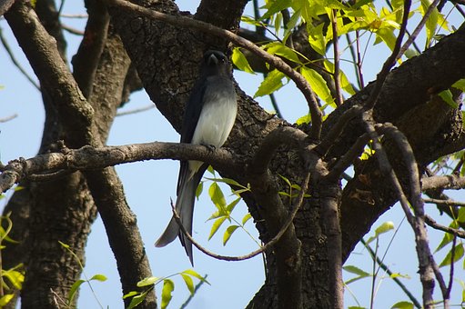 Hvidbuget Drongo, Fugl, Træ, Blade