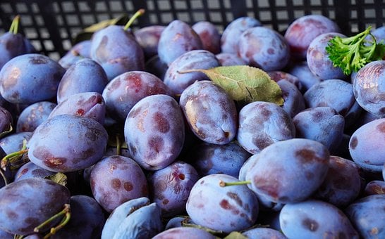 Free Plums Fruit photo and picture