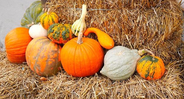 Free Pumpkin Autumn photo and picture