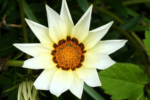 Flor, Flor Branca, Pétala, Natureza