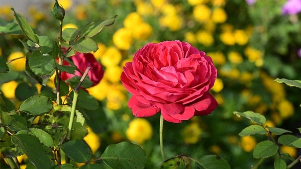 Free Rose Flower photo and picture