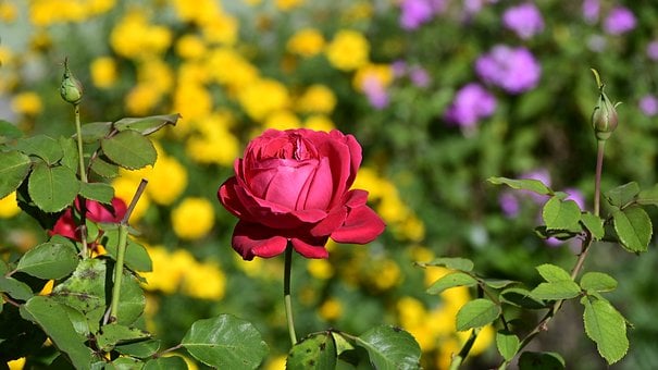 Free Rose Red Rose photo and picture