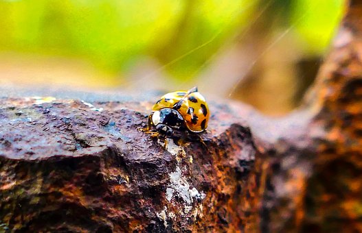 Joaninha, Sorte, Natureza, Animal, Macro