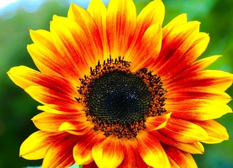 Girassol, Flor, Natureza, Verão, Jardim