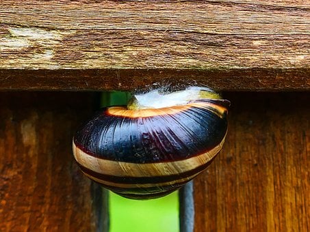 Caracol, Madeira, Pendurado, Detalhe