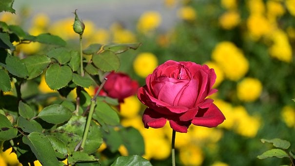 Free Rose Nature photo and picture