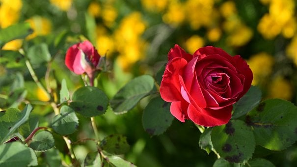 Free Rose Red Rose photo and picture