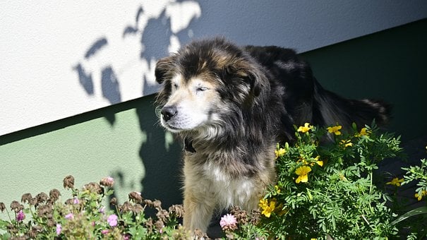 Free Dog Garden photo and picture