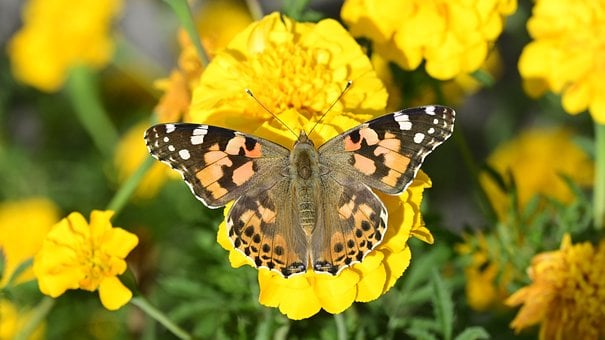 Free Butterfly Painted Lady photo and picture