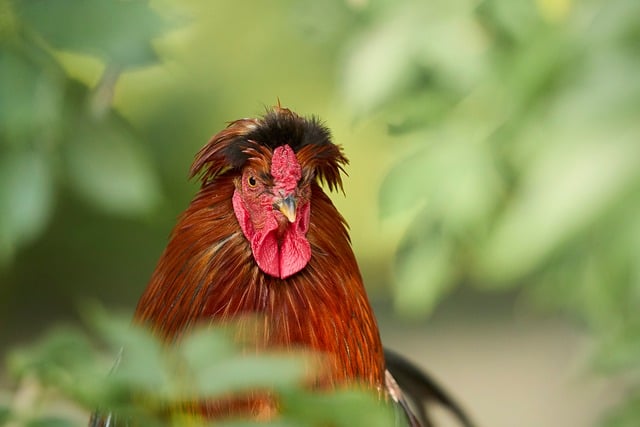 Free Rooster Young Rooster photo and picture