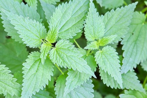Ortiga, Hojas, Verde, Botánica, Hierba