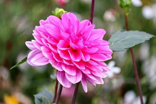 Dalia, Flor, Rosa, Jardín, Belleza