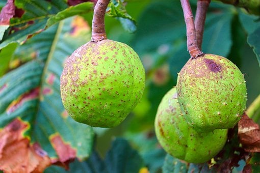 Castaña, Árbol, Naturaleza, Otoño