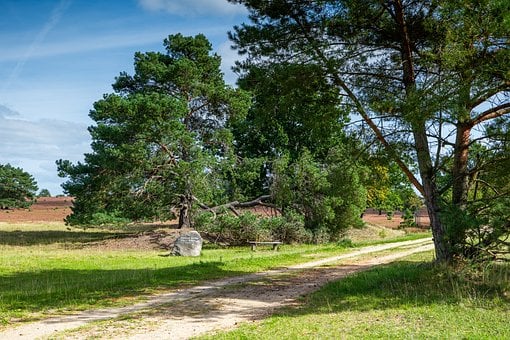 Landskab, Fyr, Hede, Sti, Blå Himmel
