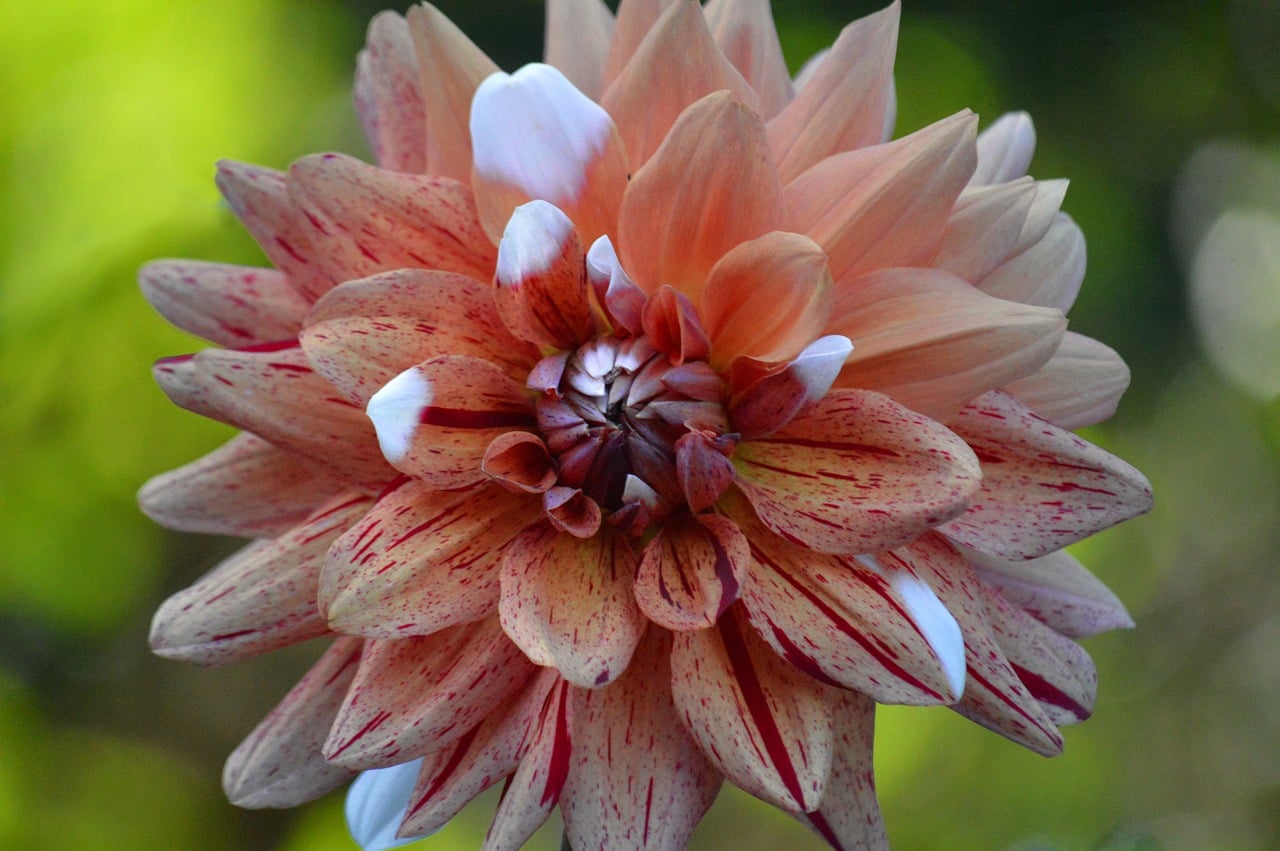 Download free HD stock image of Dahlia Bloom Free Dahlia Bloom photo and picture