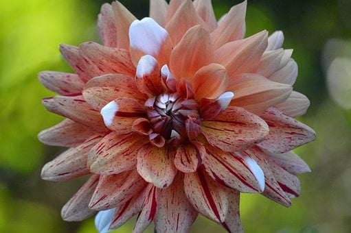 Dahlia, Blomst, Lyserød, Kaktusdahlia