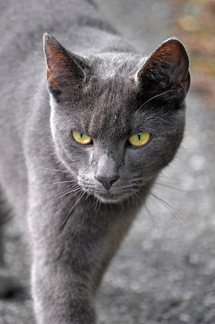 Free Cat House Cat photo and picture