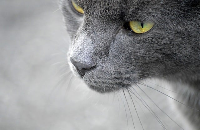 Free Cat House Cat photo and picture