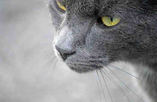 Free Cat House Cat photo and picture