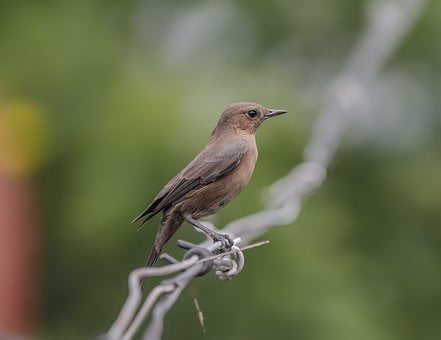 Vogel, Sänger, Wildtiere, Natur, Draht