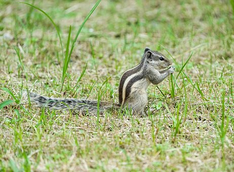 Hörnchen, Gras, Natur, Wildtiere