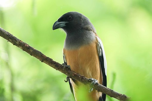 Vogel, In Der Natur, Ast, Drongo