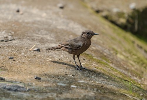 Vogel, Wildnis, Abenteuer, Natur, Detail