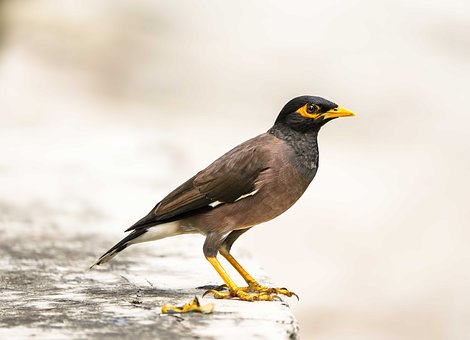 Myna, Vogel, Insekt, Tier, Natur, Wild