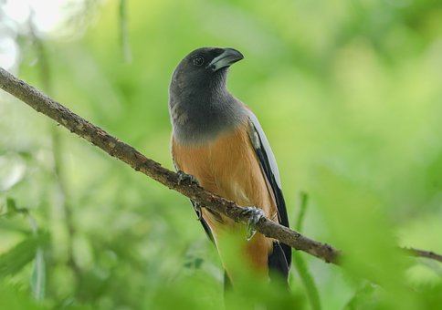 Vogel, Natur, Zweig, Grün, Spatz