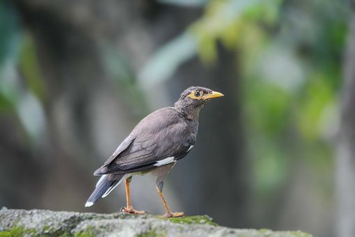 Vogel, Braun, Gehend, Natur, Wild, Mynah