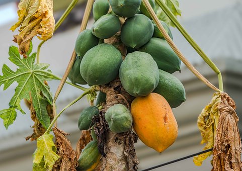 Papaya, Frucht, Grün, Reif, Baum