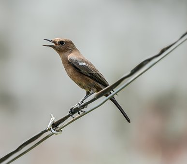 Vogel, Draht, Singen, Natur, Makro
