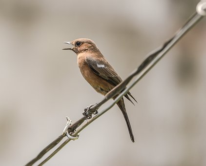 Vogel, Stromleitungen, Singen, Natur