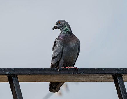 Taube, Vogel, Grau, Feder, Sitzend, Dach
