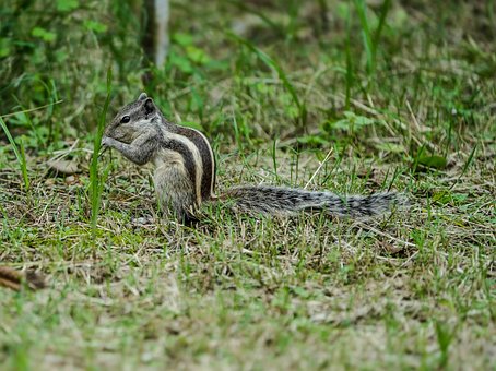 Streifenhörnchen, Natur, Gras, Nagetiere