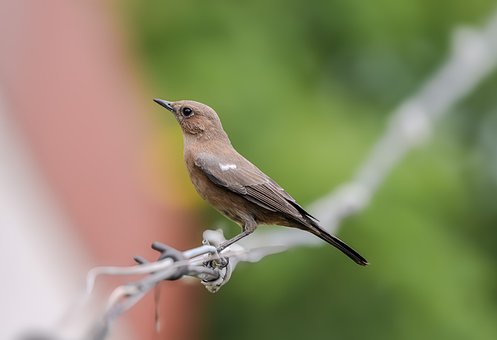 Vogel, Natur, Tierwelt, Vogelbeobachtung