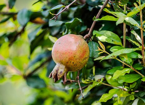 Granatapfel, Obst, Natur, Grüne Blätter