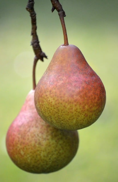 Free Pear Fruit photo and picture