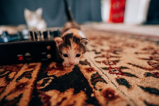 Free Kitten Carpet photo and picture
