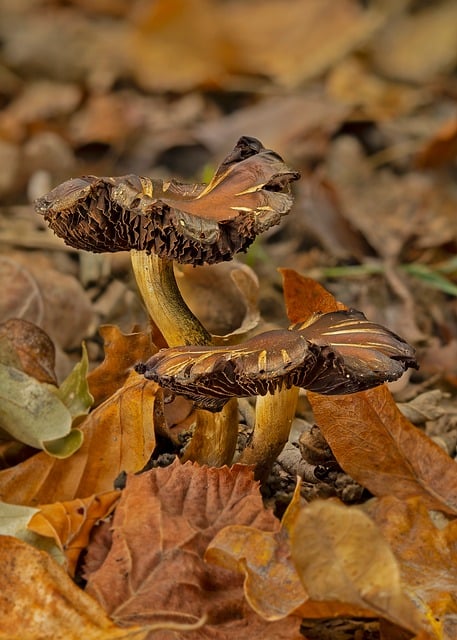 Free Mushrooms Small Mushrooms photo and picture