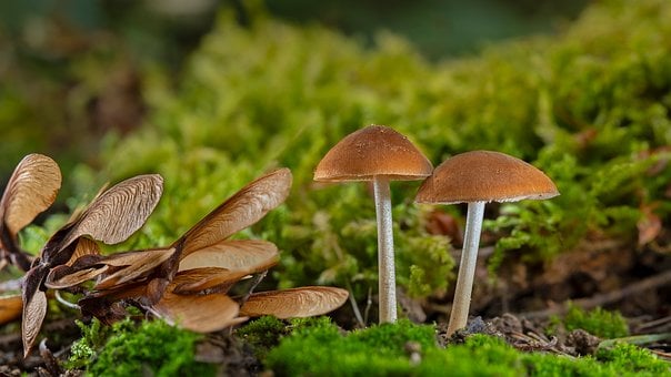 Free Mushrooms Moss photo and picture