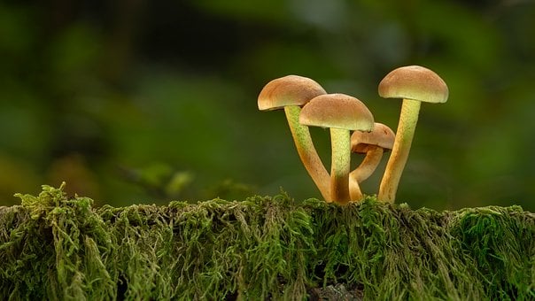 Free Mushroom Forest photo and picture