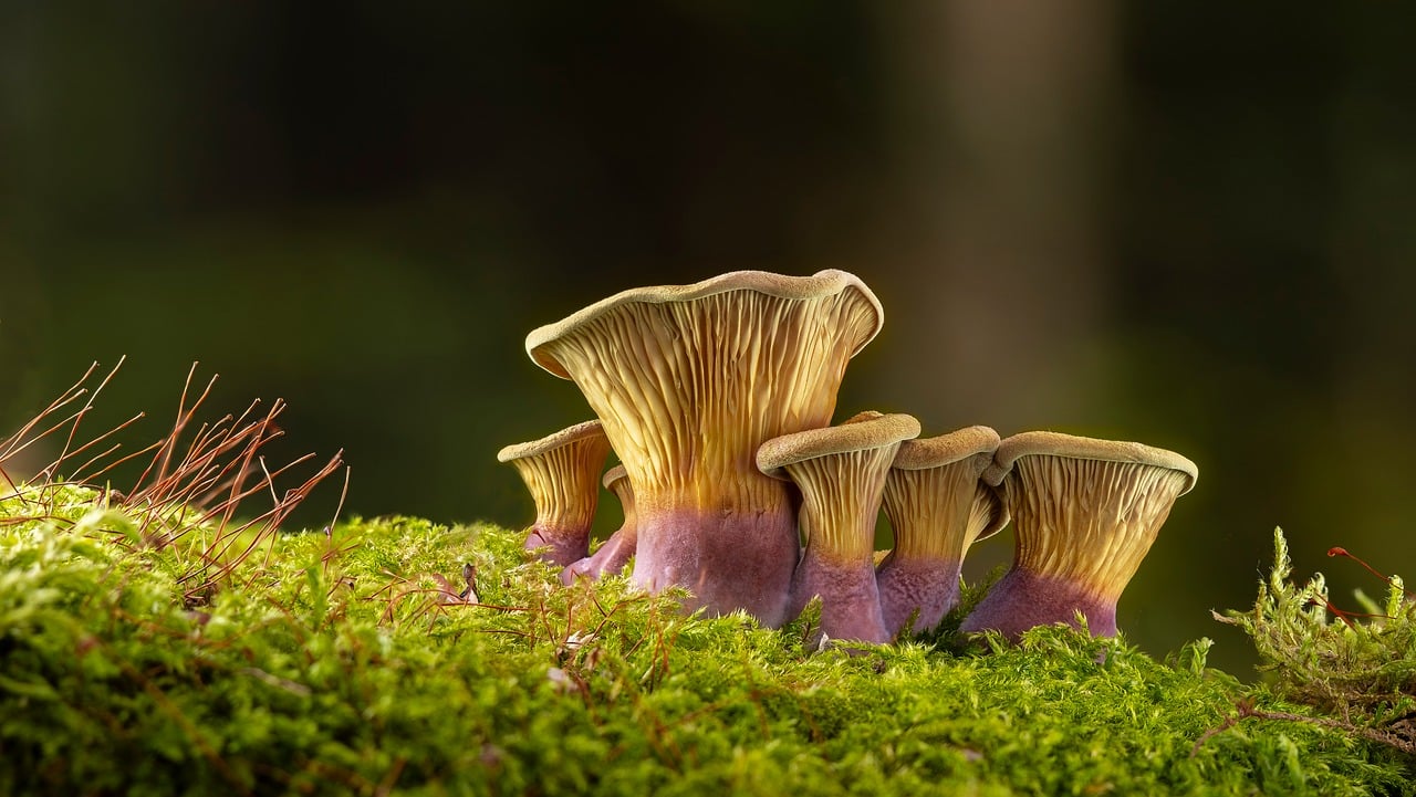 Download free HD stock image of Mushrooms Forest Free Mushrooms Forest photo and picture